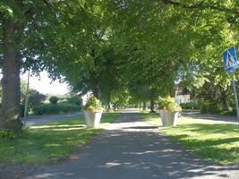 Beautiful avenue of trees in swedish city surrounded by two roads photo