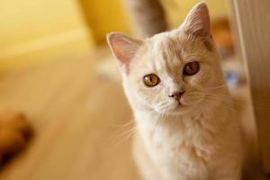 cute cat looking around, concept of pets, domestic animals. Close-up portrait of cat sitting down looking around photo