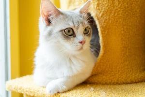 cute cat looking around, concept of pets, domestic animals. Close-up portrait of cat sitting down looking around photo