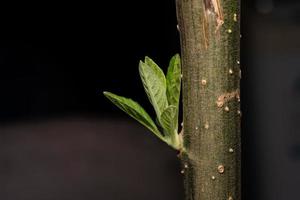 New leaf on the trunk of the fastest growing tree. Fresh young green leaves of twig tree growing photo