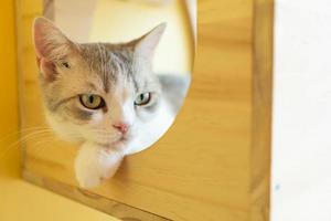 cute cat looking around, concept of pets, domestic animals. Close-up portrait of cat sitting down looking around photo