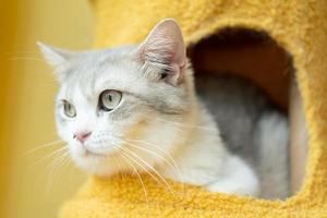 cute cat looking around, concept of pets, domestic animals. Close-up portrait of cat sitting down looking around photo