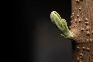 New leaf on the trunk of the fastest growing tree. Fresh young green leaves of twig tree growing photo