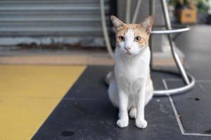 cute cat looking around, concept of pets, domestic animals. Close-up portrait of cat sitting down looking around photo