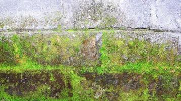 Mossy Brick Wall photo