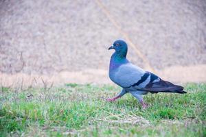 una paloma gris camina sobre un césped verde. los pájaros están buscando comida. foto