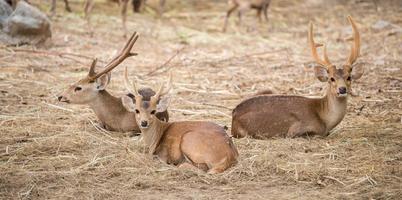 male hog deer photo