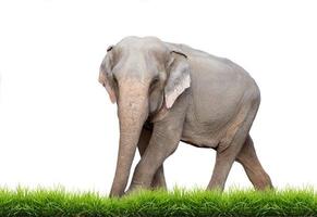 asia elephant isolated photo