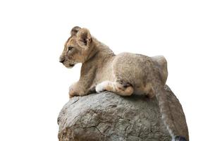 bebé león sentarse en la roca aislado foto