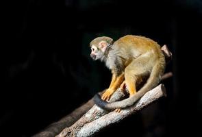 squirrel monkey in the dark photo