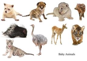 colección de animales bebés foto