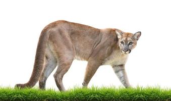 puma isolated with green grass photo