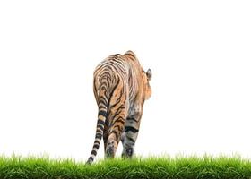 bengal tiger isolated photo