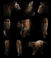 bengal tiger  in the dark photo