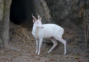 albino barking deer photo