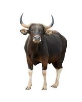 banteng isolated on white background photo