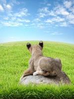 baby lion sit on the rock photo