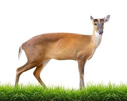 barking deer isolated photo