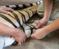 veterinarian and zookeeper getting blood drawn photo