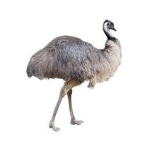 emu isolated on white background photo