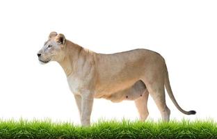 female lion isolated photo