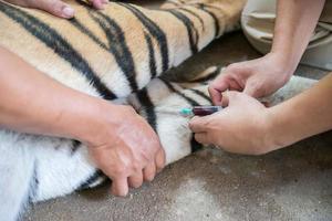 veterinarian and zookeeper getting blood drawn photo