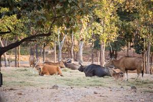 banteng en el zoológico foto