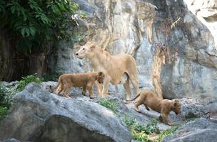 león hembra de pie con bebé foto