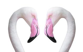 two flamingo head photo