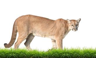 puma isolated with green grass photo