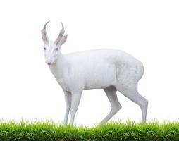 albino barking deer photo