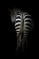 zebra in the dark photo