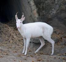 ciervo albino ladrando foto