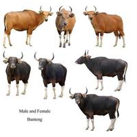 banteng macho y hembra aislado foto