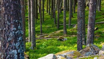 Europe green moss growing in summer nature of scandinavia cover by many tall trees that reflex sunlight above the ground photo