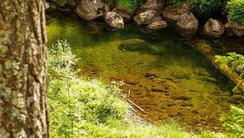 Small clear water pond hidden in deep forrest nature of Norway surrounding with moss and trees photo