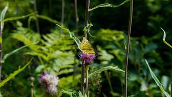 mariposa amarilla y flor morada en la naturaleza del bosque profundo en la cálida temporada de verano en el campo noruego foto