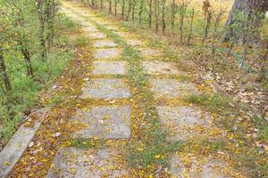 stone walkway with yellow flower,Yellow Poinciana in garden photo