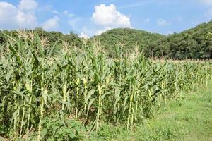 Corn farm with blue sky photo