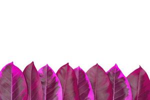 Magenta leaves pattern, autumn plant leaf isolated on white background photo