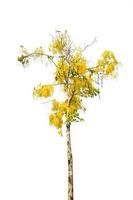 Golden Shower or Cassia Fistula isolated on white background,national tree of Thailand photo