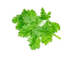 leaf Coriander or Cilantro isolated on white background ,Green leaves pattern photo