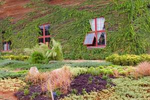 beautiful garden with ivy background, Selective focus photo