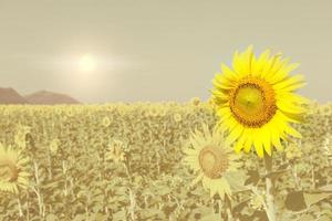 girasoles con efecto filtro foto