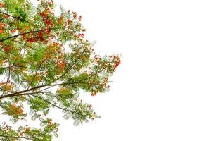 Caesalpinia Pulcherrima isolated on white background photo