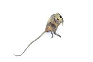 mummified rat  by nature on white background photo