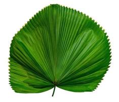 Green leaves pattern,tropical palm leaf isolated on white background photo