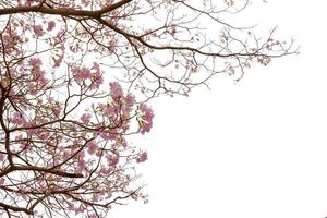 árbol de trompeta rosa o tabebuia rosea aislado sobre fondo blanco foto