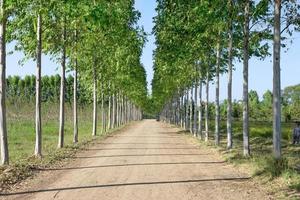 Road along with windbreak photo