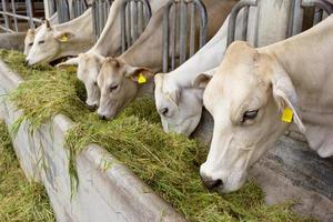 Beef Cattle Cow livestock in farm photo